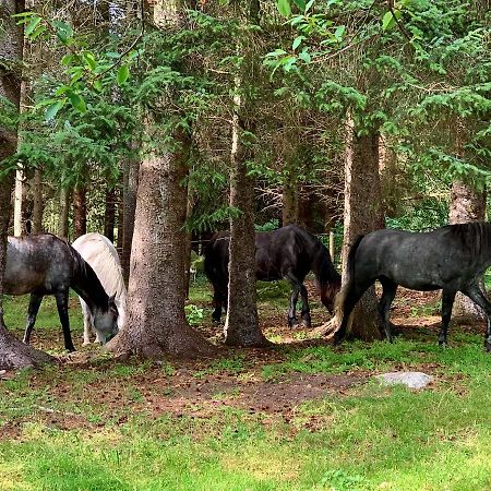 Kjørsvik Øvre Leilighet Tornes Eksteriør bilde